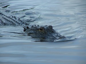 "Nothing to worry about. An alligator bit off my arm. I can still drive."  (photo courtesy of Jan Kronsell, WikiCommons)