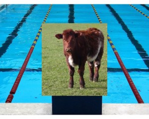 cow_in_pool