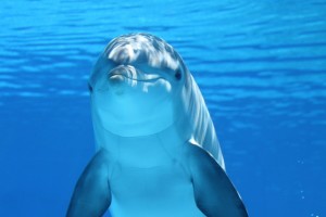 So, this has nothing to do with the headline, but totally thought this dolphin was cute. 