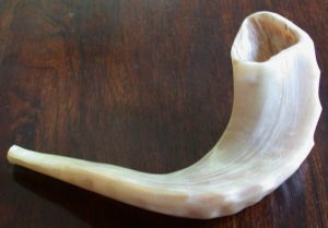 A ram's horn. (Source: Wiki commons, uploaded by Olve Utne)